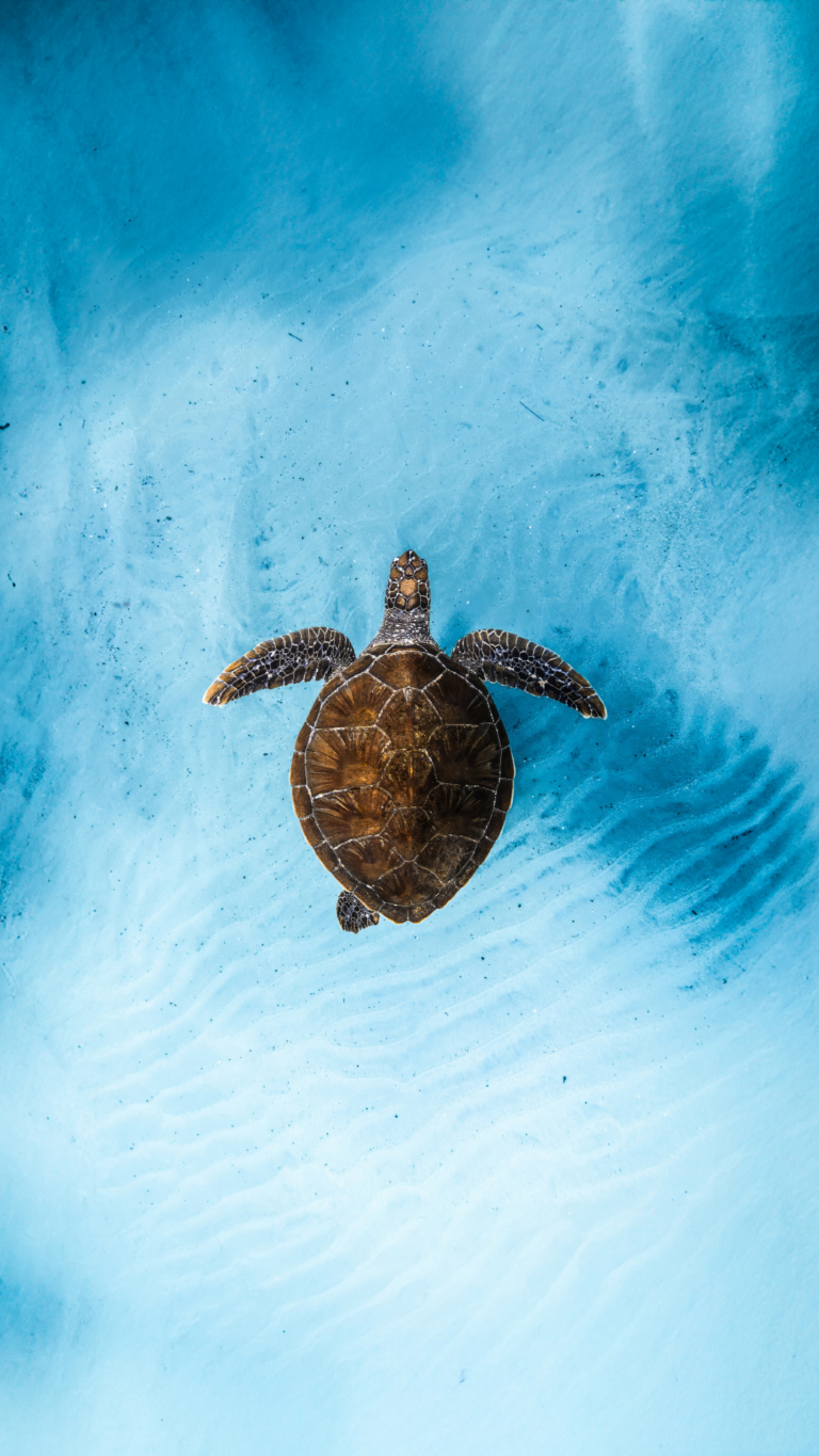 OCEAN FILM FESTIVAL WORLD TOUR 2026