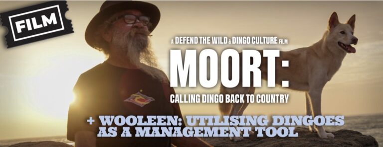 Moort: Calling Dingo Back to Country + Wooleen: Utilising Dingoes as a Management Tool